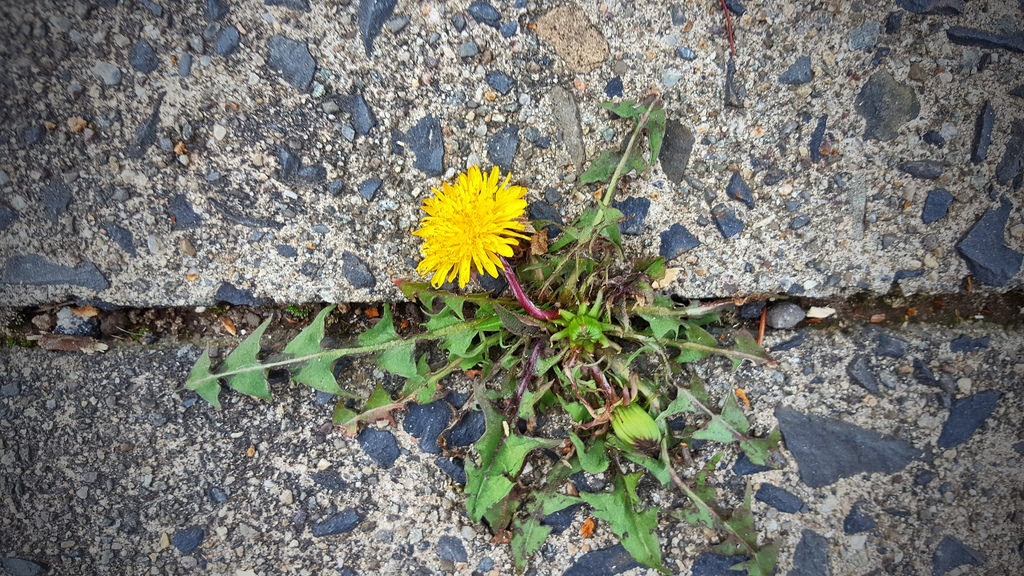 Dandelion foraging
